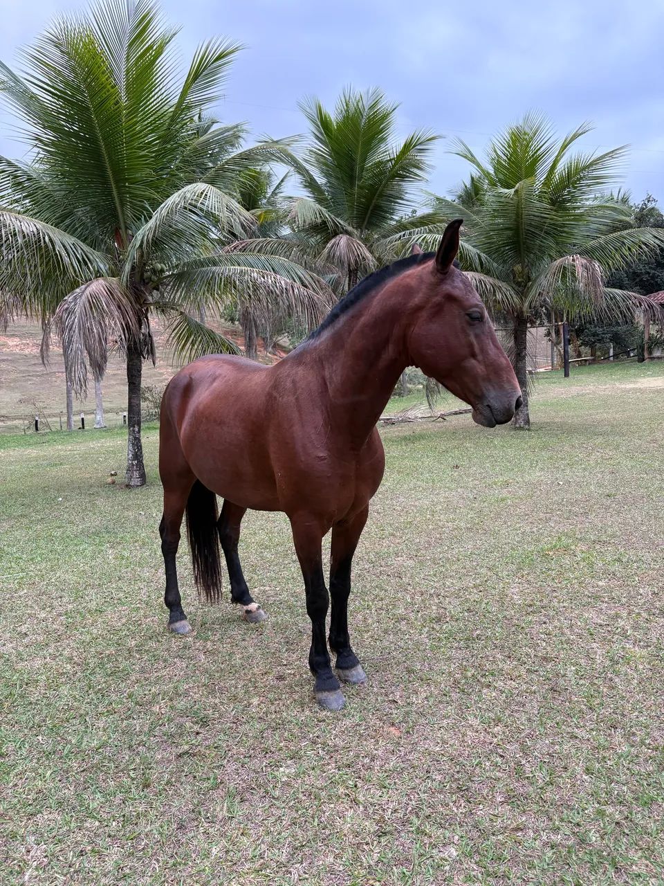 Égua mangalarga marchador  - Foto 2