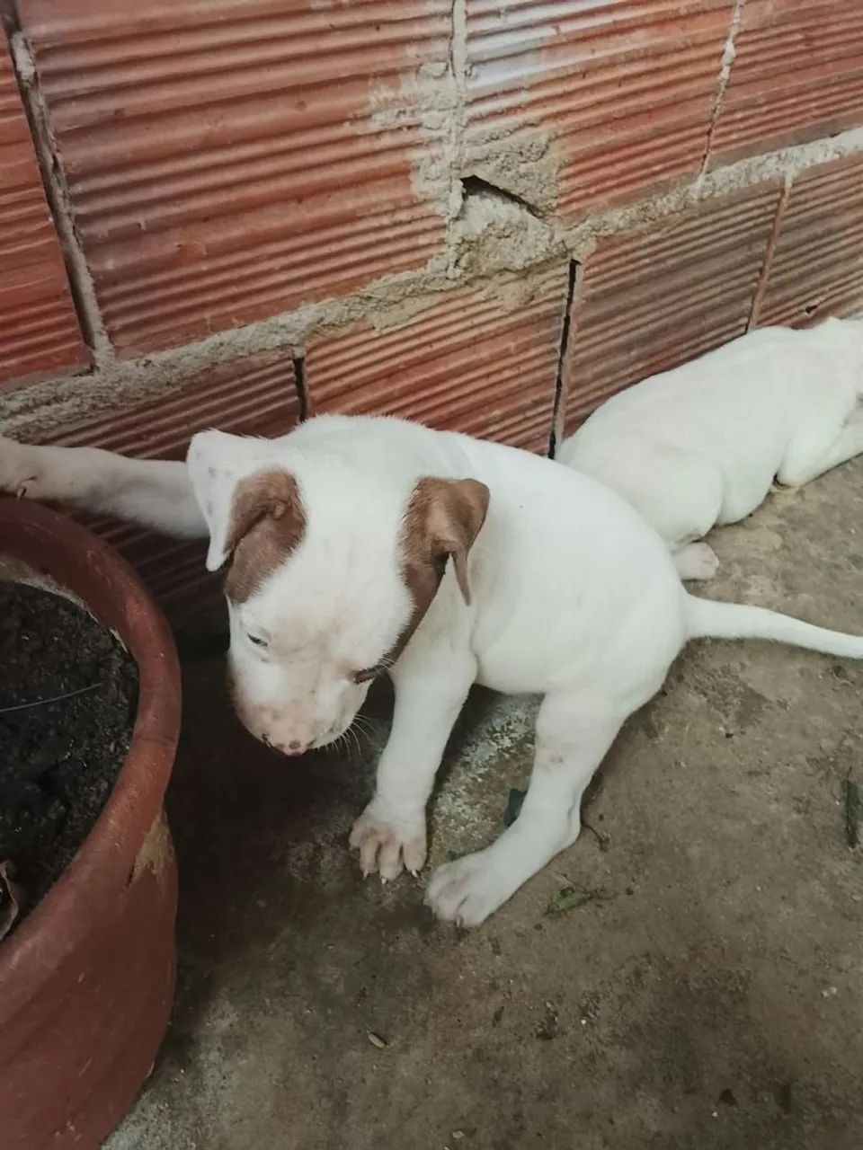 Lindos filhotes de Pitbull  - Foto 2