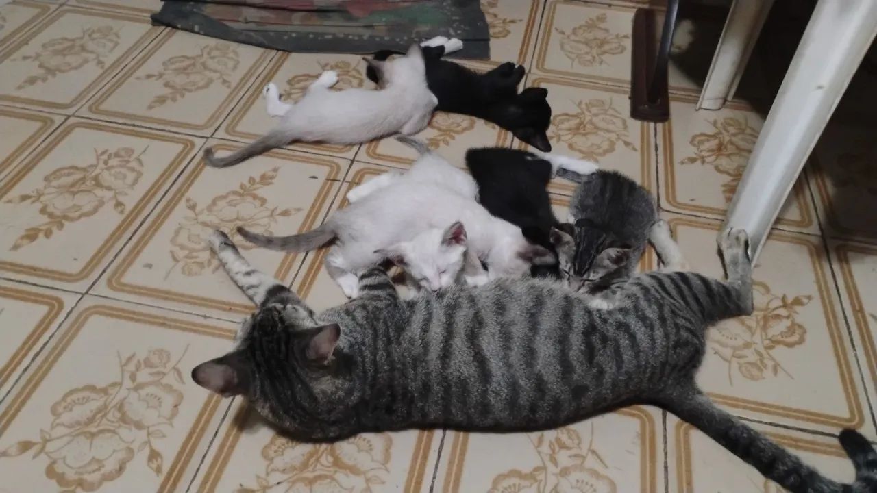 Doação Gatinhos - Foto 4