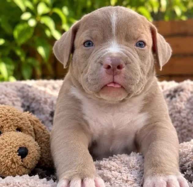 Vendo Cachorro pit bull American bully  - Foto 4