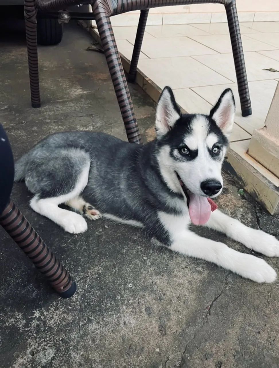 Cachorro - Foto 5
