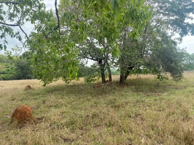  Chácara de 20.000 m² toda cercada, com riacho nos fundos, Jaboticatubas. - Foto 2