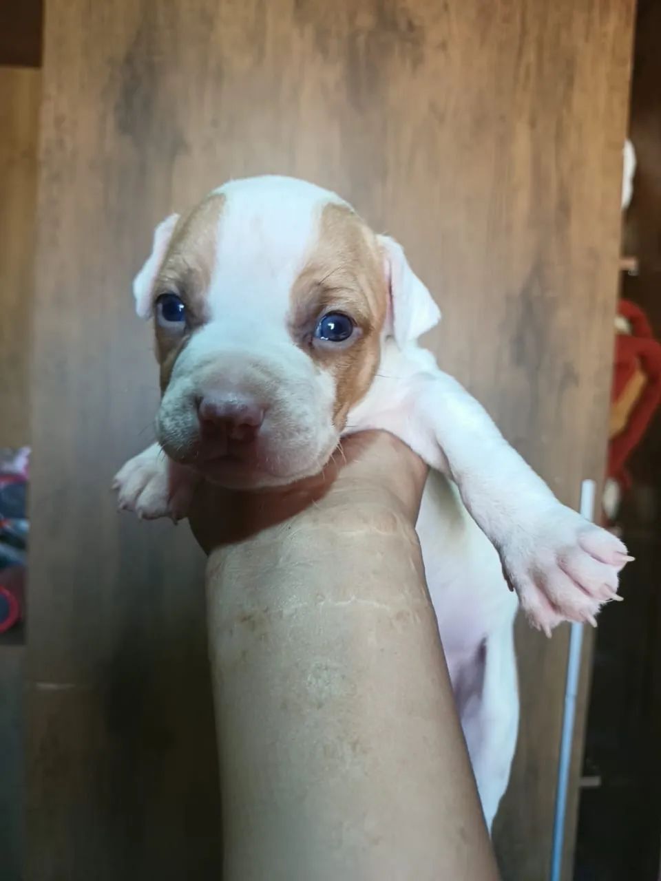 Vende-se pitbull - Foto 3