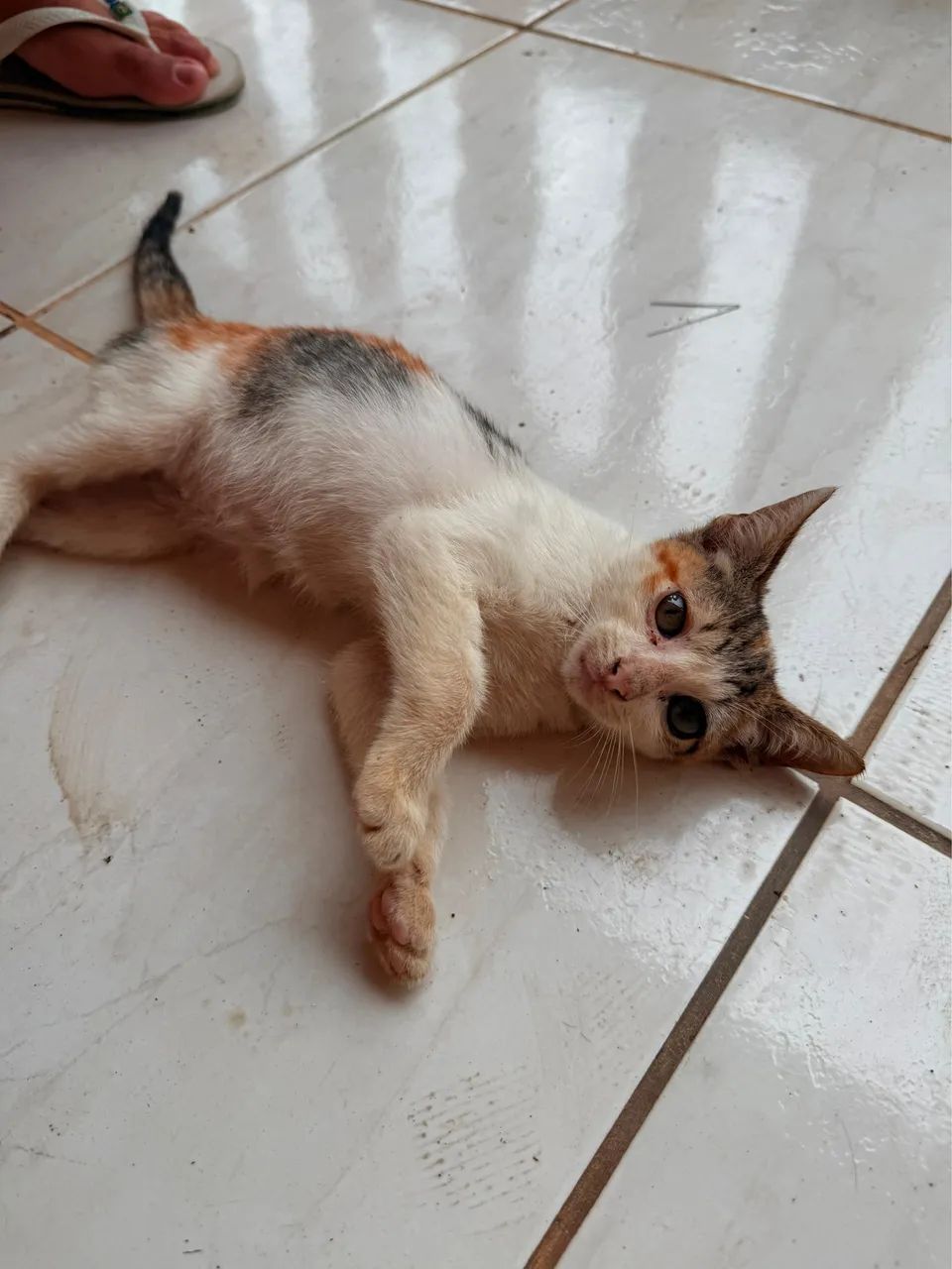 Gatinha para doação  - Foto 4