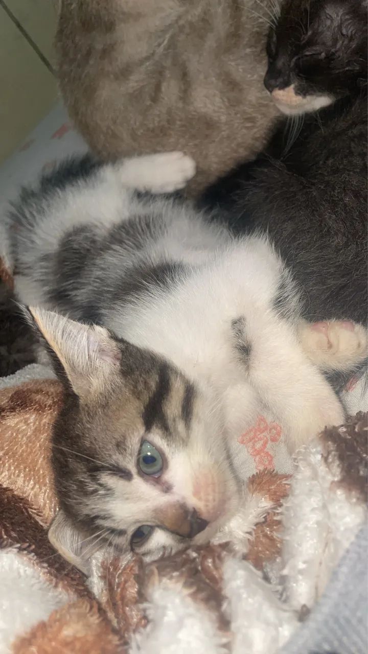 Gato para doação  - Foto 5