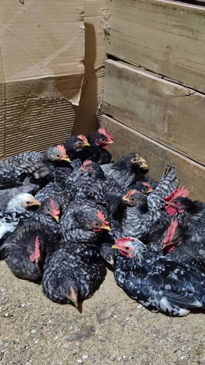 Animais de estimação  - Foto 4