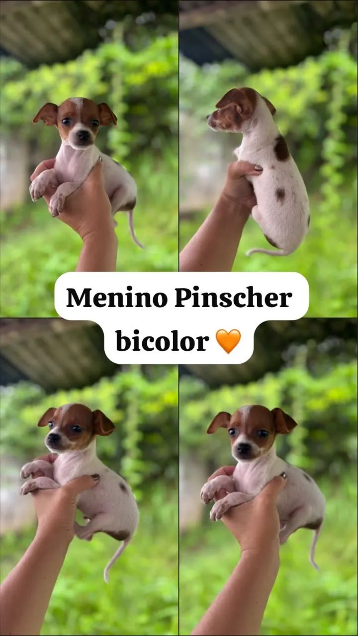 Pinscher macho bicolor - Foto 4