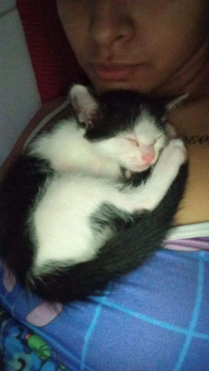 Adoção responsável  - Foto 3