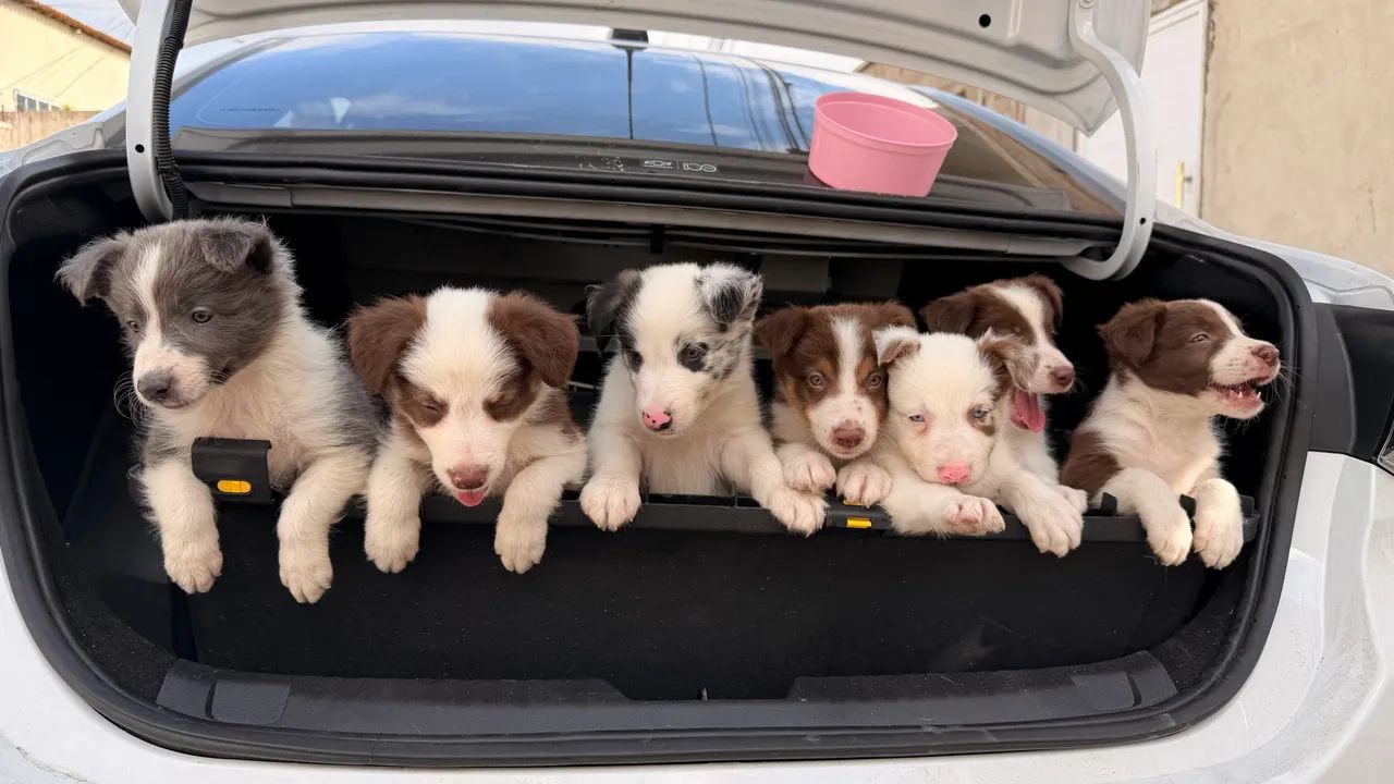 Filhos de border collie  - Foto 2