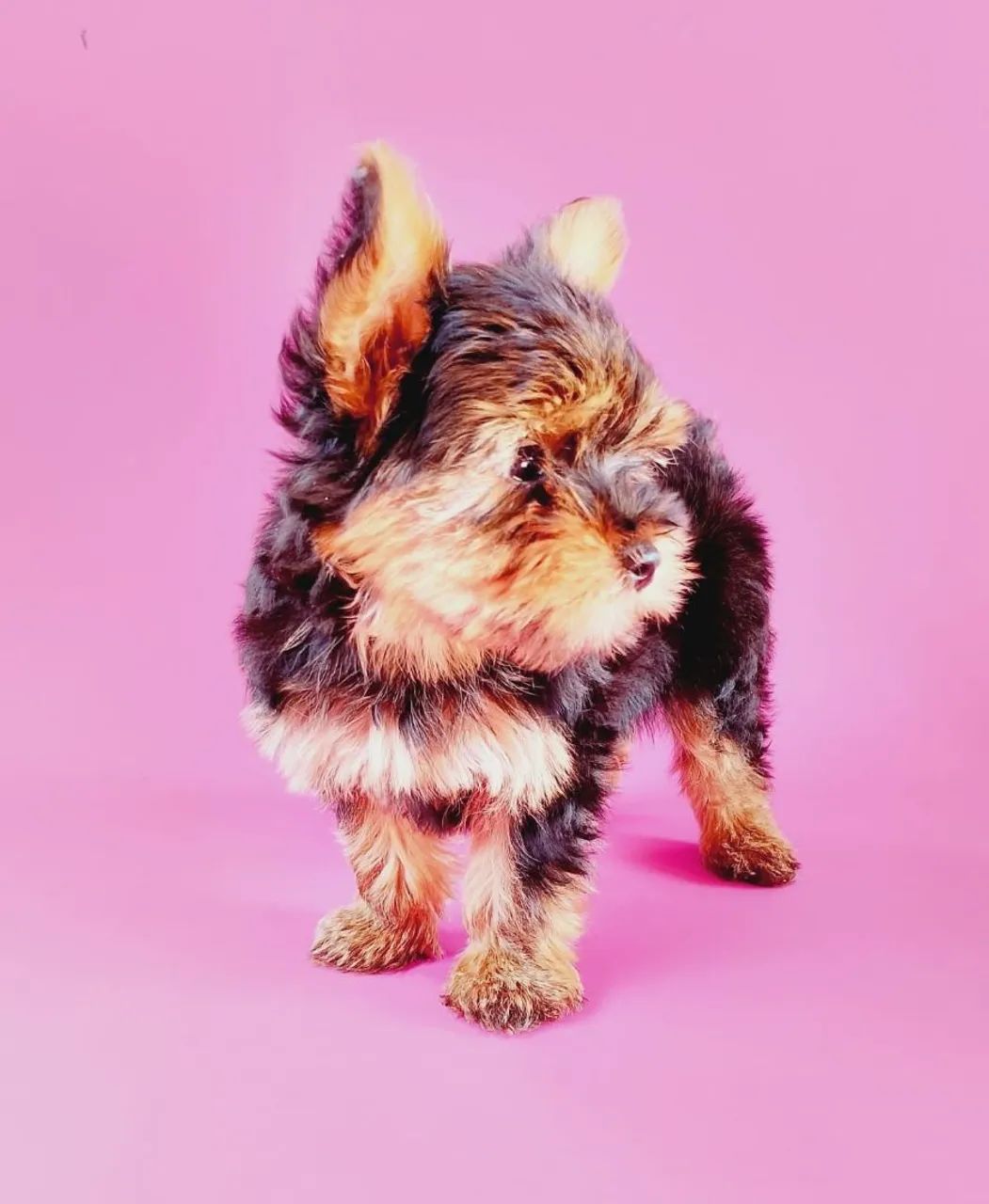 Yorkshire micro machinho 