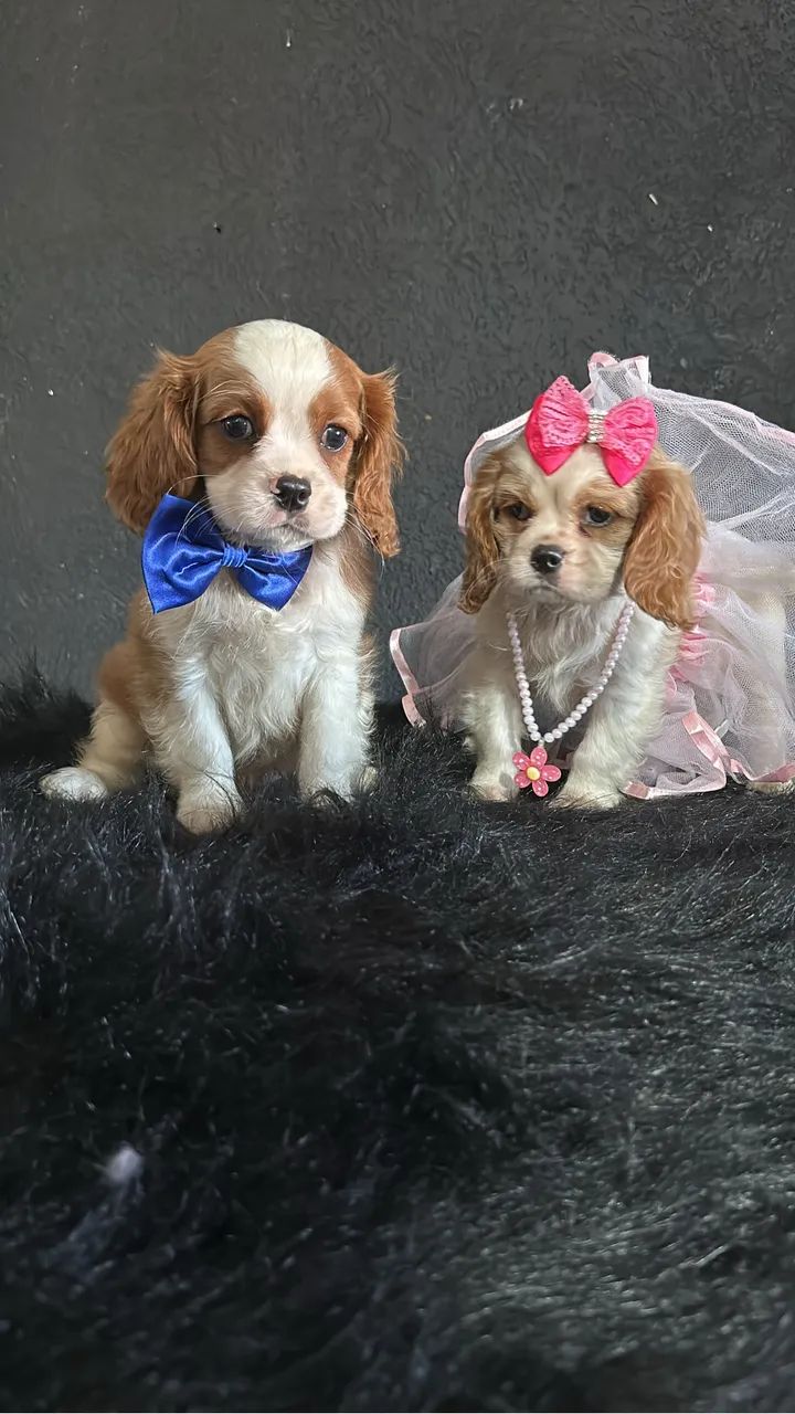 Cavalier king - Foto 5