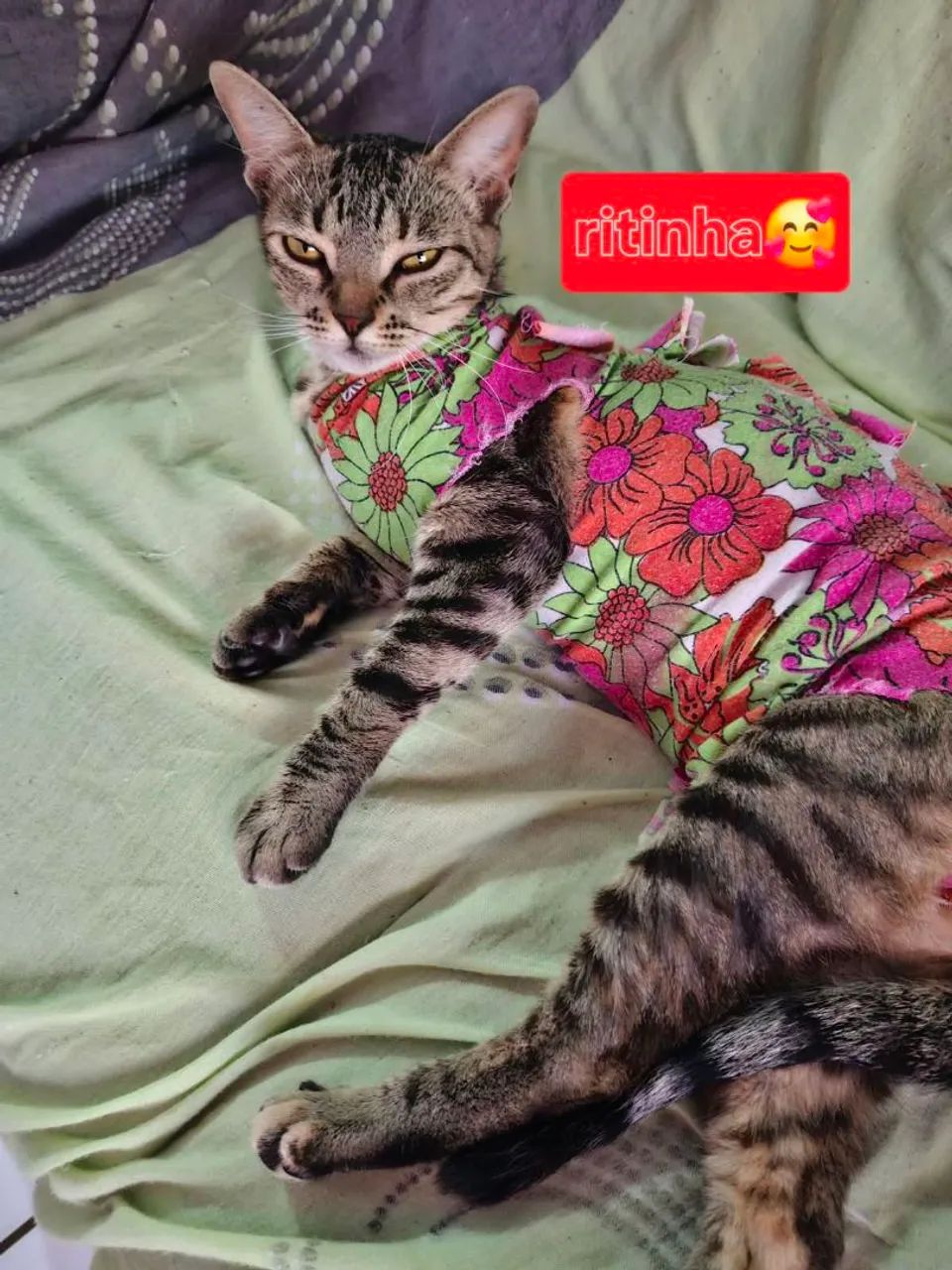 Doa si 3 gatinhas castradas - Foto 4