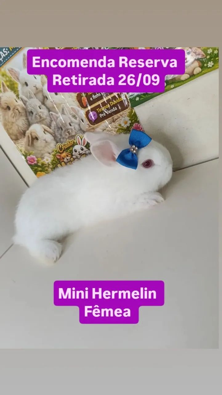 Mini Coelho Variadas Raças e Valores  - Foto 3
