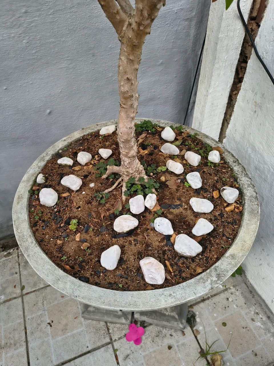 Bonsay de Jaboticaba com mais de 10 anos por apenas 2000 vale mais de 3500 - Foto 5