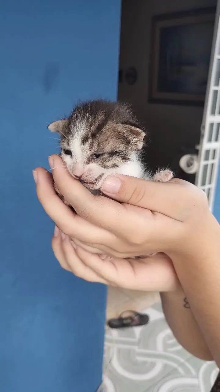 Doação de Gatinhos - Foto 2
