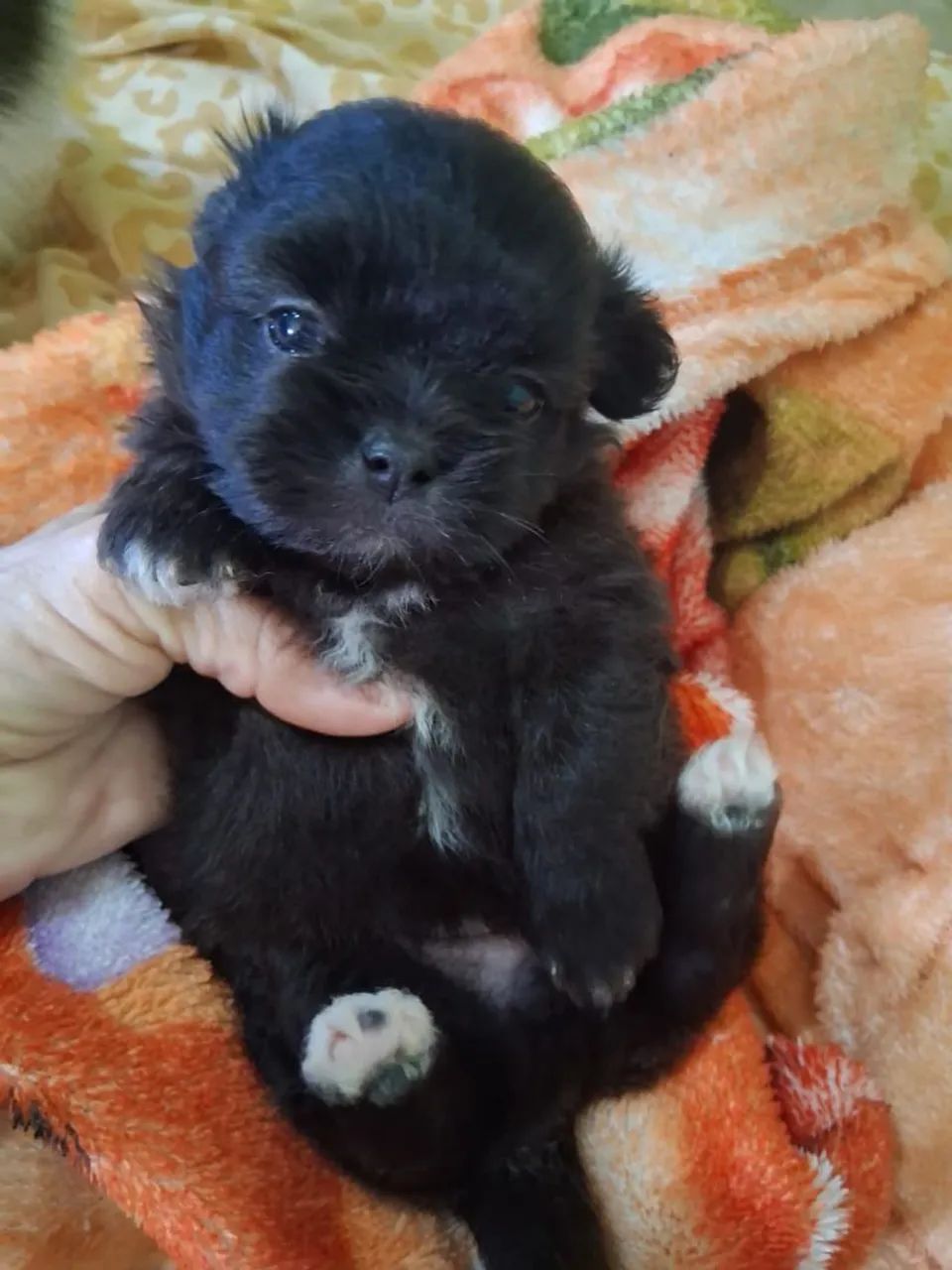 Lhasa apso macho e fêmea - Foto 3