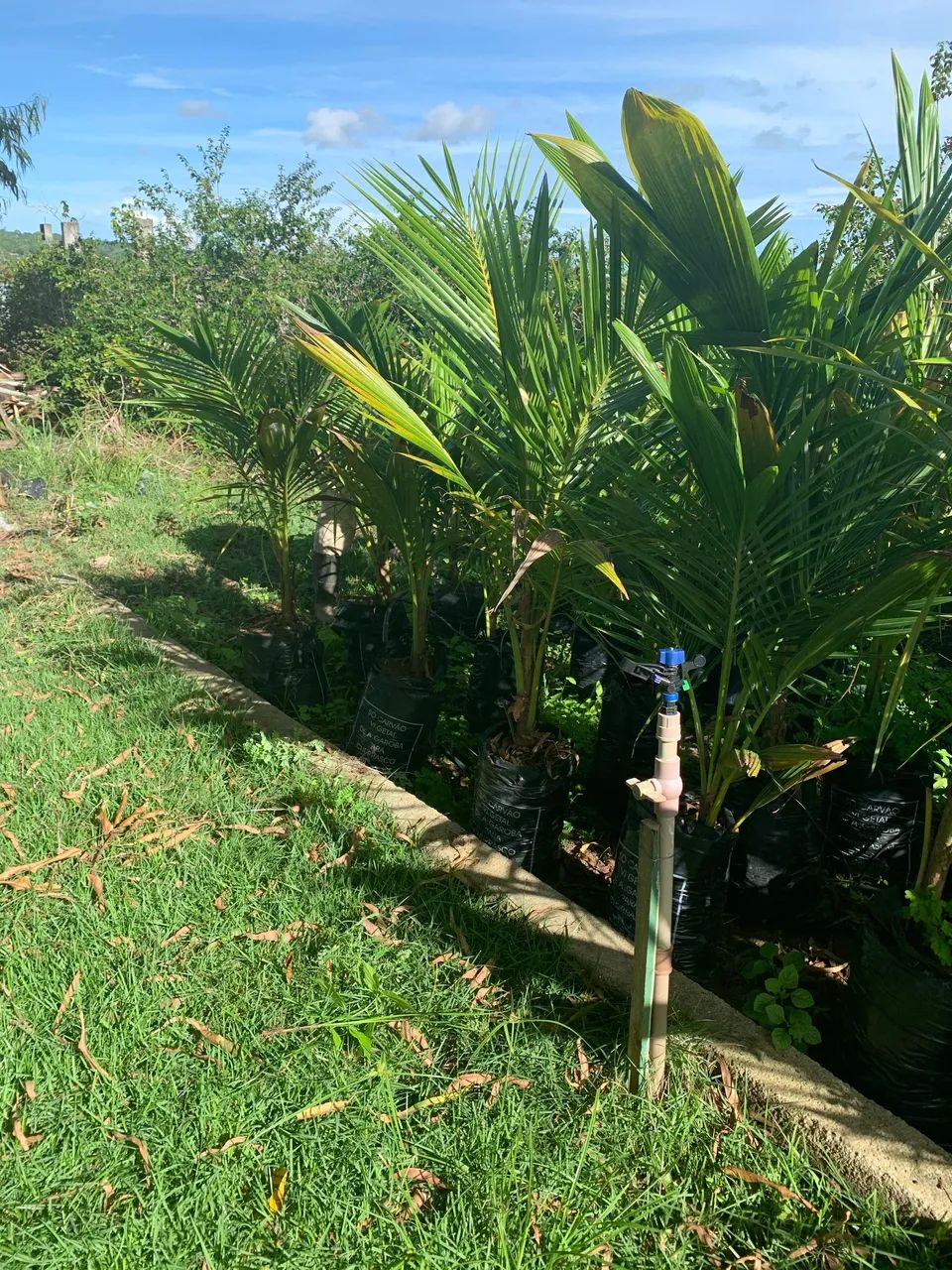 Muda de coco anão - Foto 2