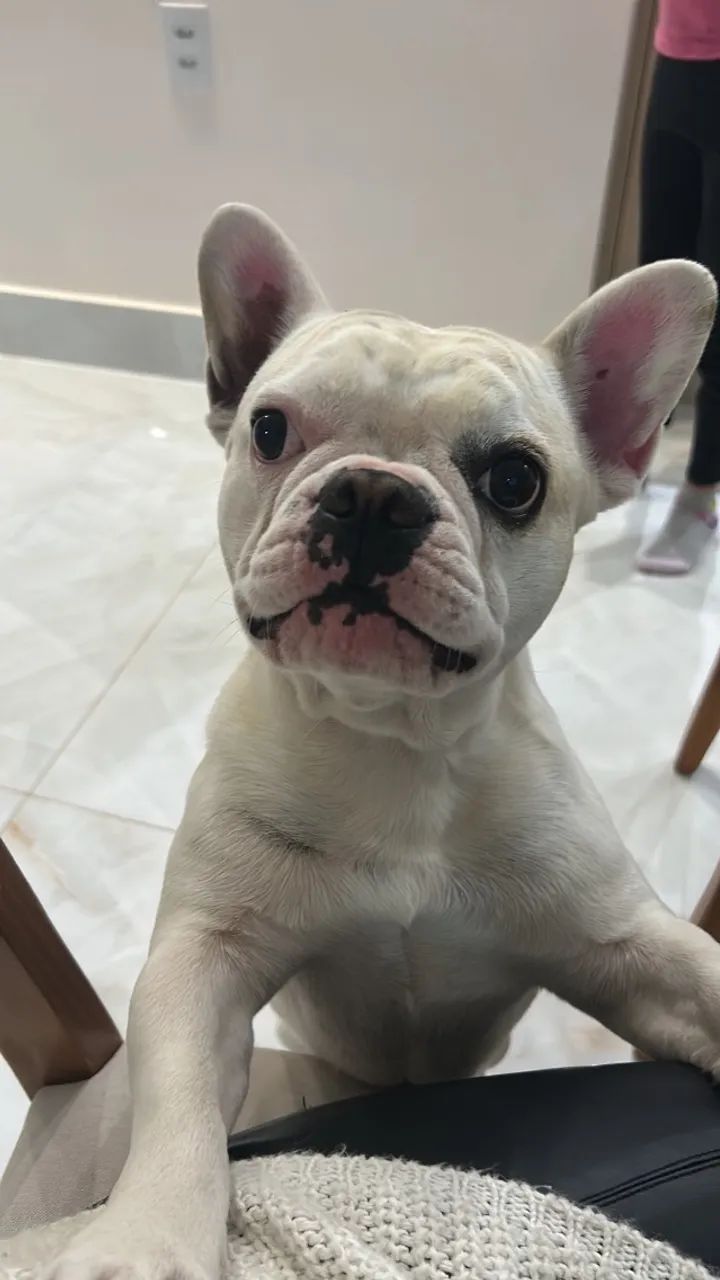 Buldogue 