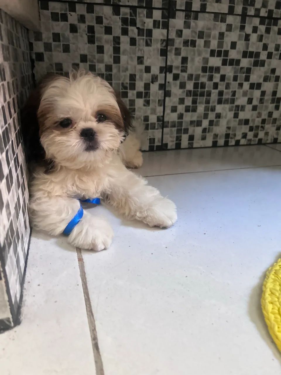 Cachorro - Foto 4