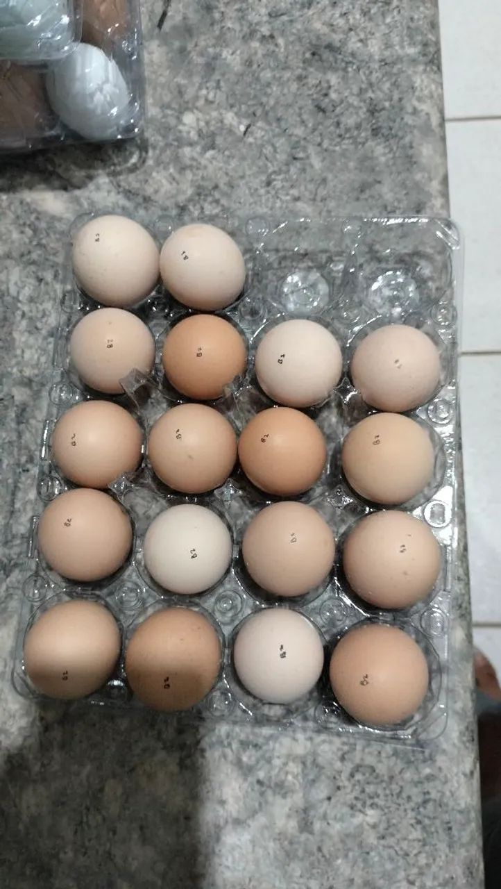 Galinha  - Foto 4