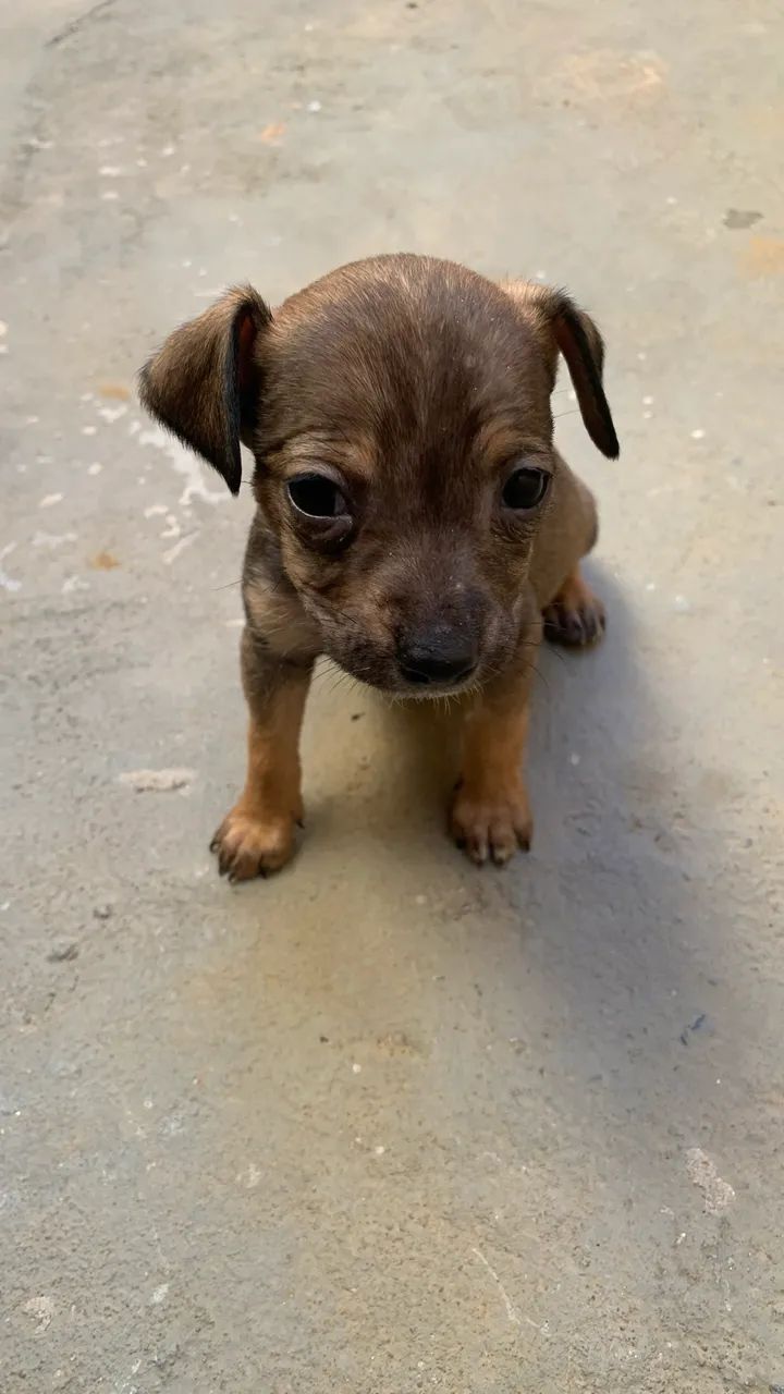 Doação de cachorro - Foto 2