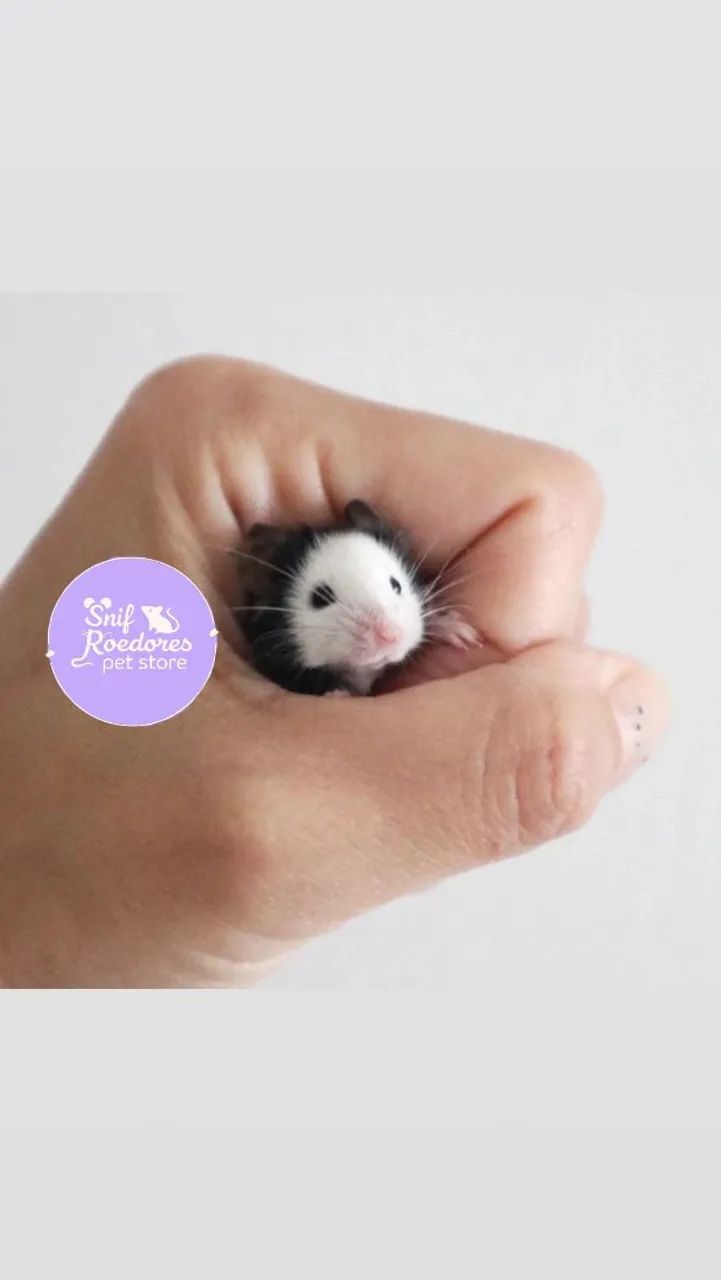 Topolinos puros - Foto 4