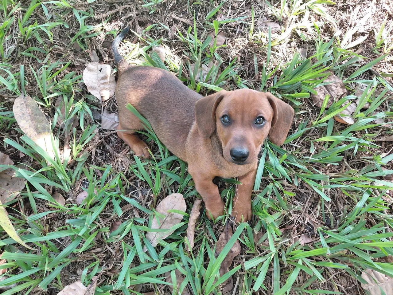 Lindo Filhote Macho de Dachshund(Basset) o Famoso Salsichinha disponível.