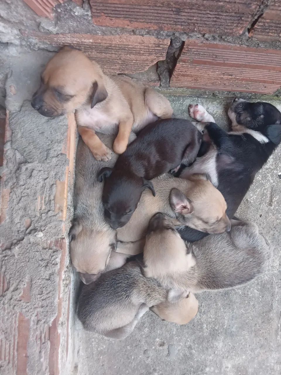 Doação de cachorrinho 