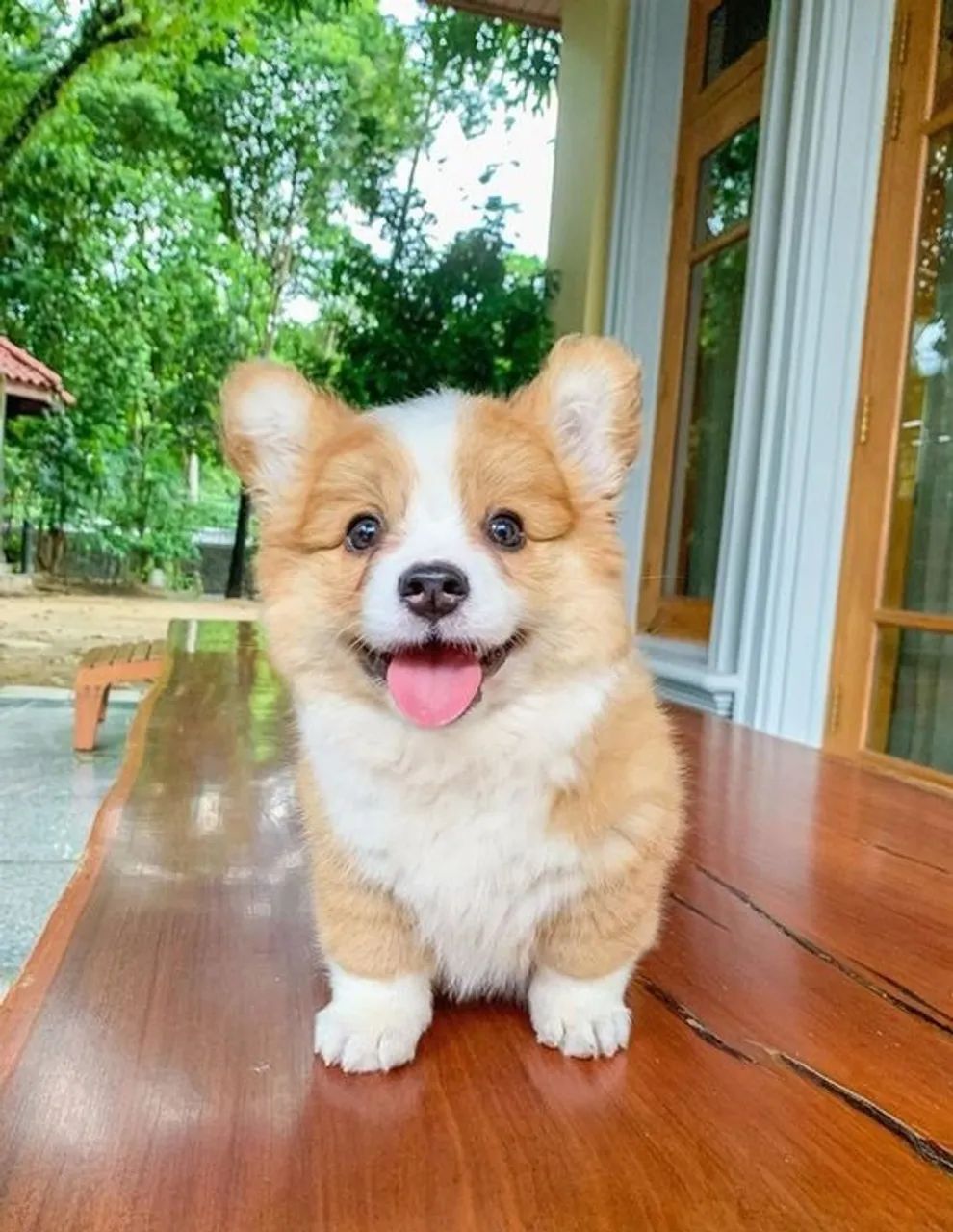 Corgi Pembroke