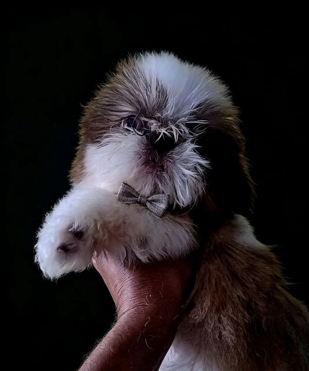 Shih tzu (Macho Padrão) - Foto 4