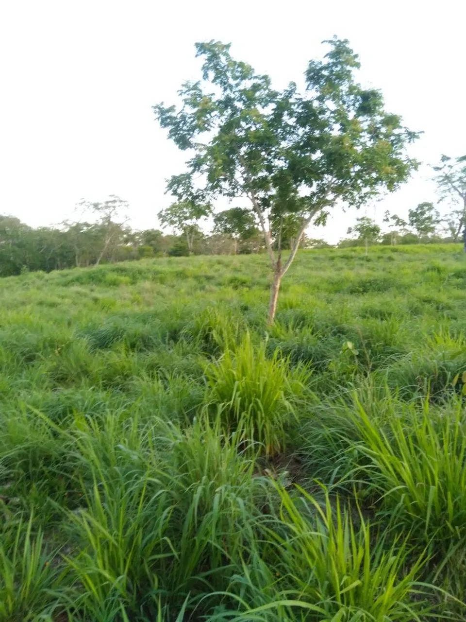 FAZENDA EM JANGADA-MT - Foto 5