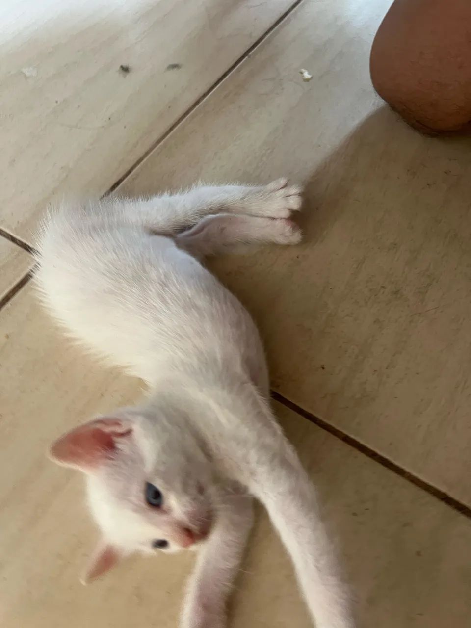Gatinha branca  - Foto 3