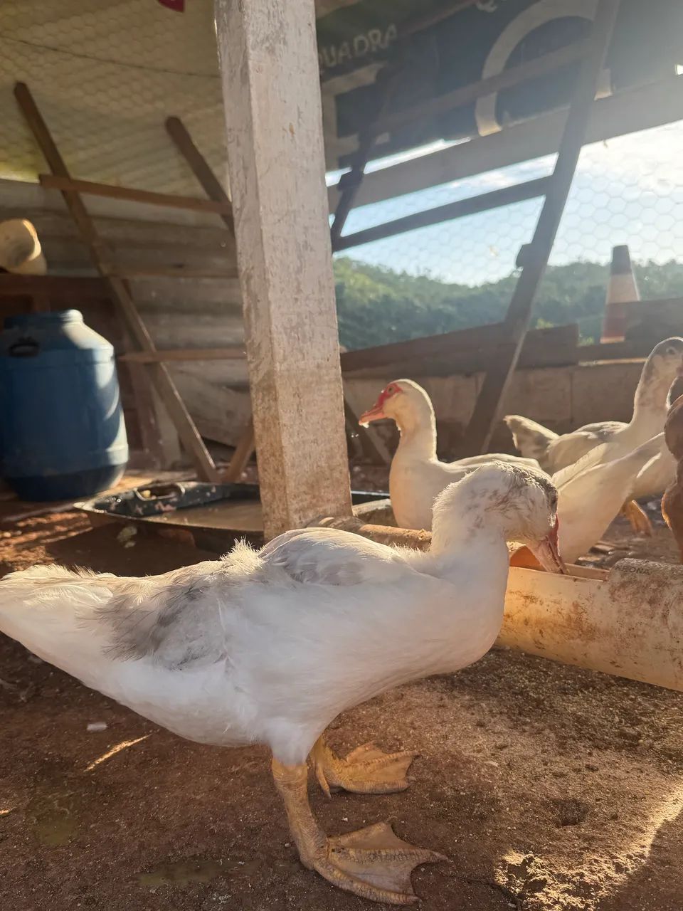 Patos - Foto 3