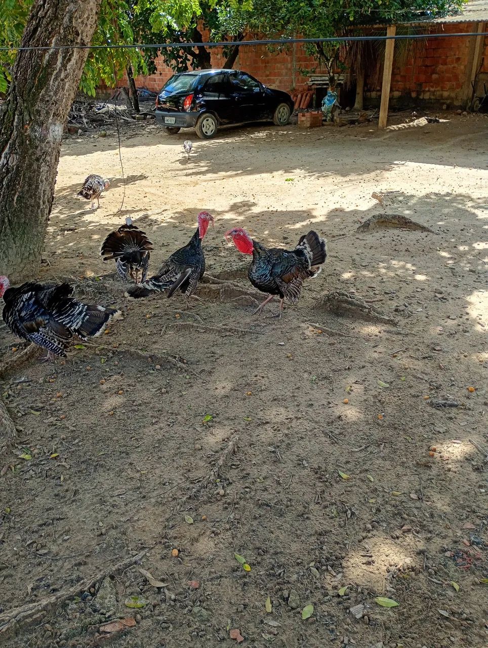 Perú macho  - Foto 4