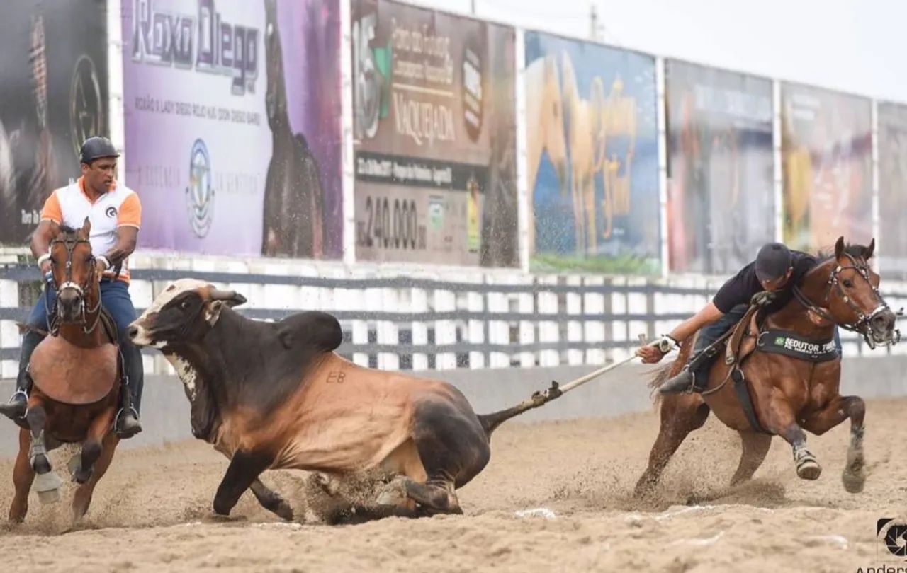 CAVALO DE DIREITA - Foto 2