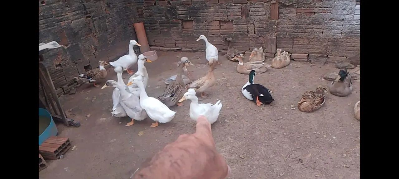 Patos pompom - Foto 3
