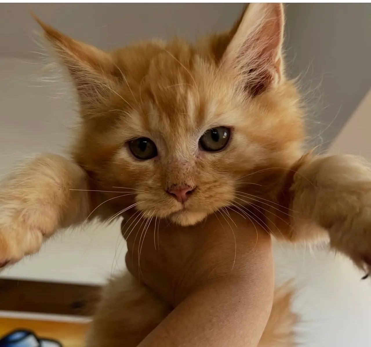 Filhotes de Maine coon - Foto 2