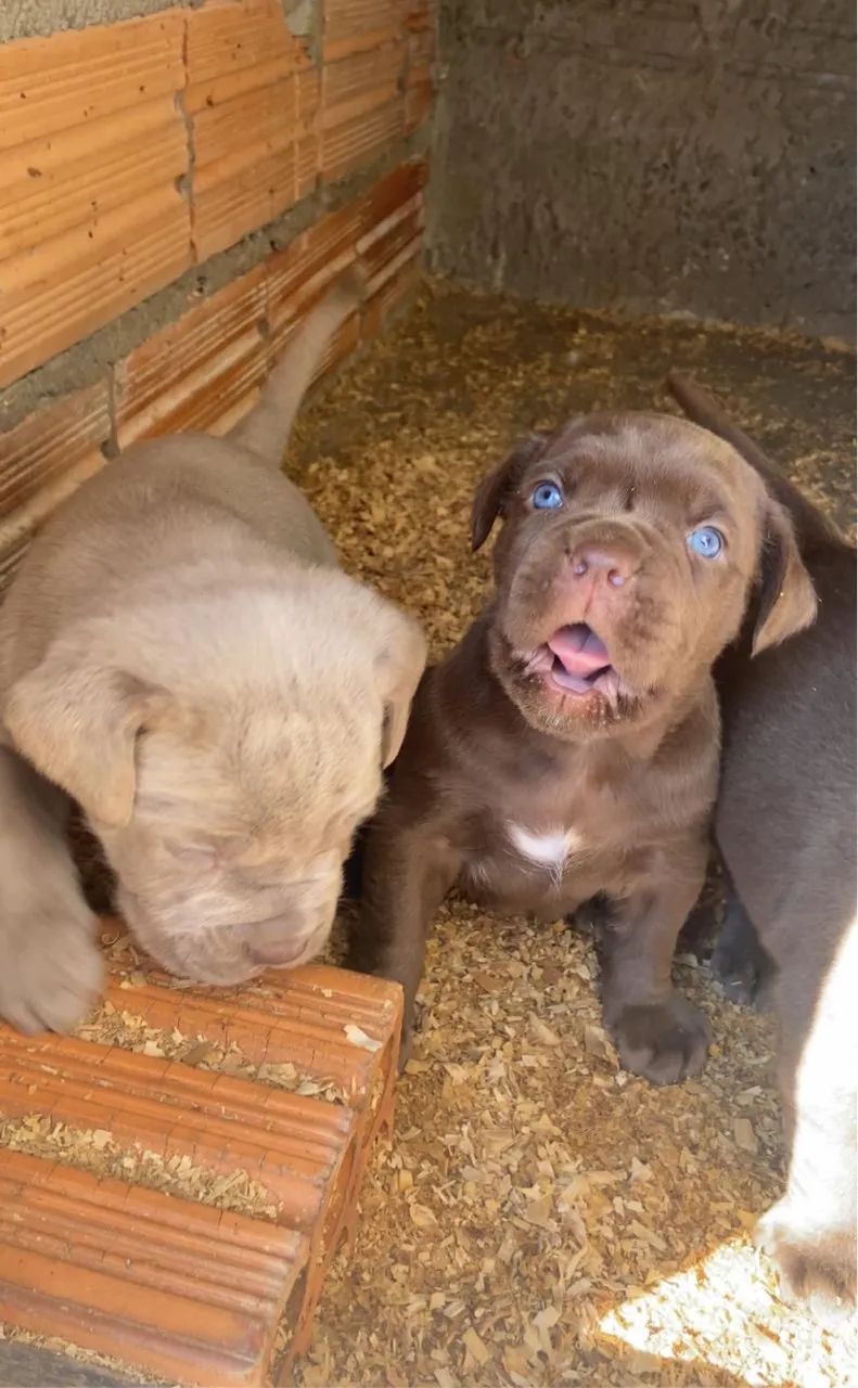 Cane Corso - Foto 4