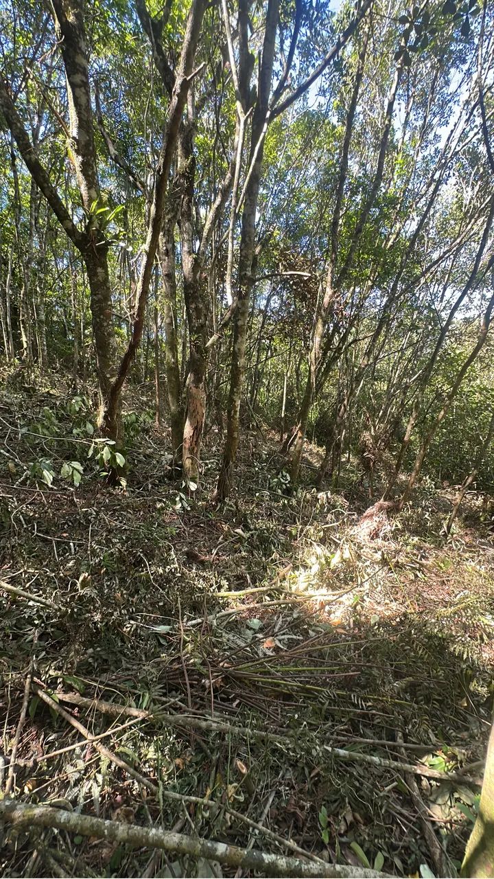 Terreno em área rural oportunidade única - Foto 5