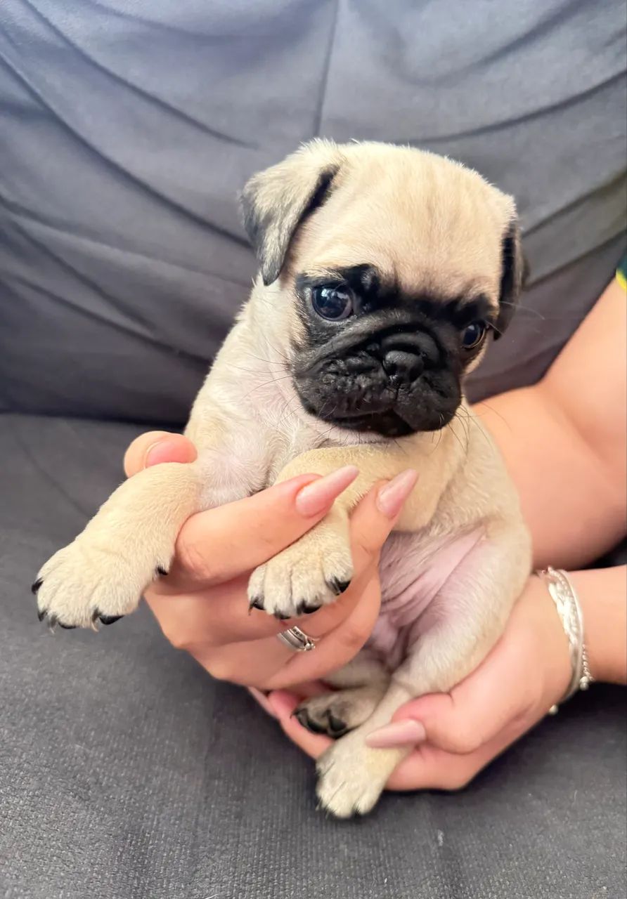Pug  - Foto 2