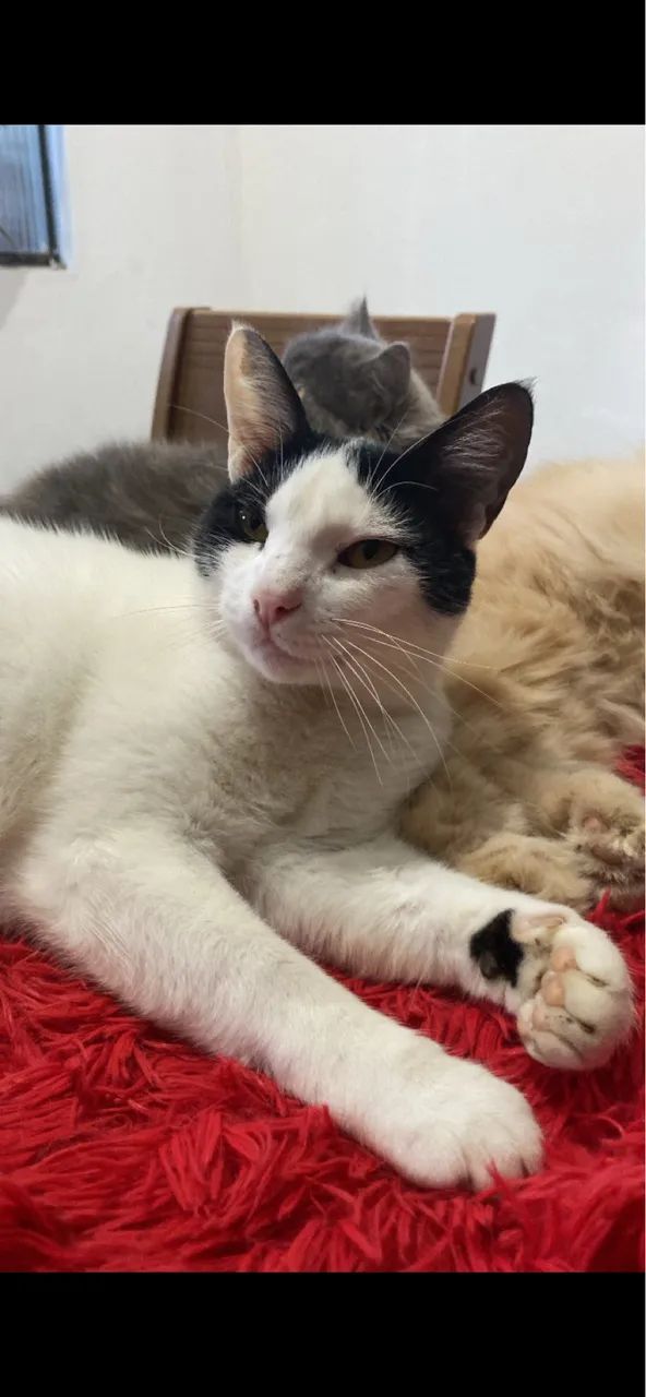 Doa- se gato
