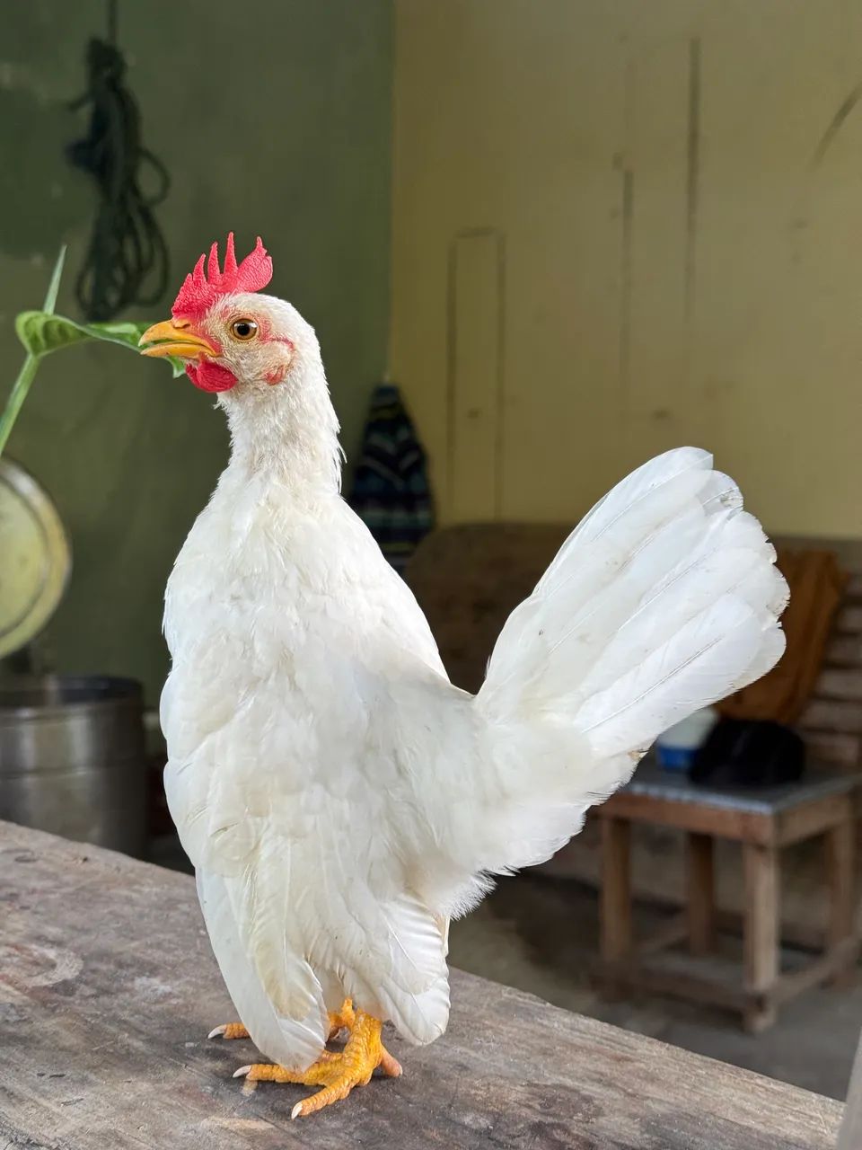 Frango serama  - Foto 3