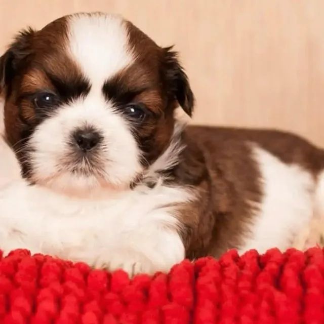 Filhotes de Shih Tzu | Encanto que encanta o ambiente