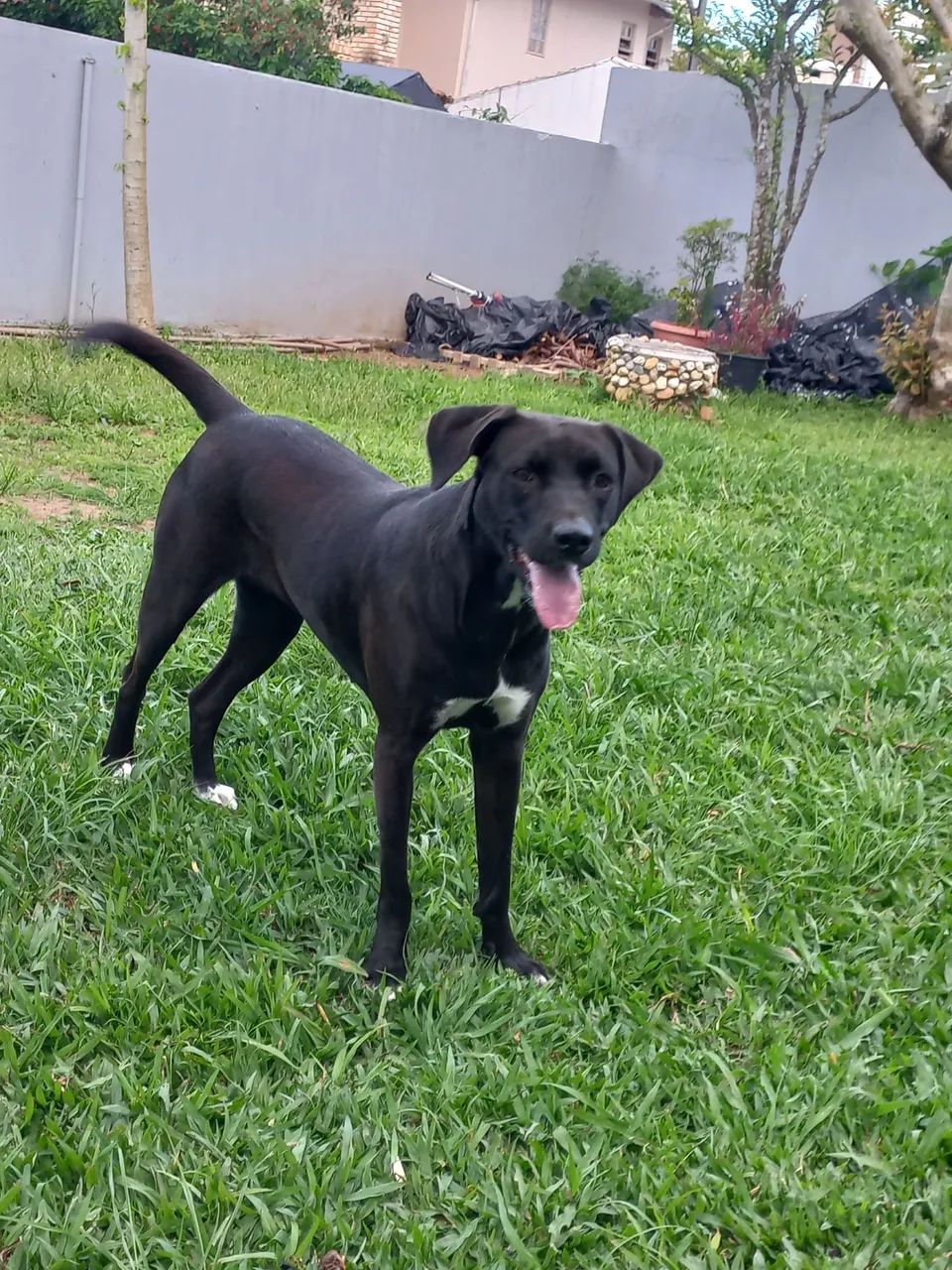 DOA-SE CACHORRINHA SUPER DOCIL - Foto 5