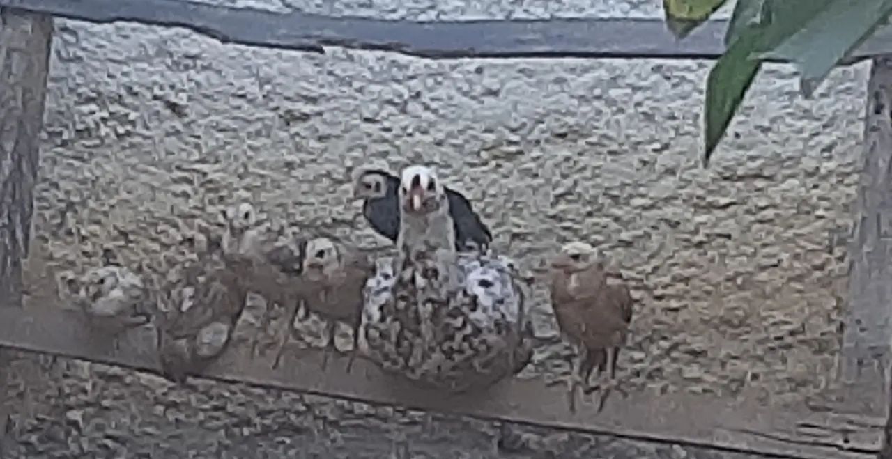 Vendo pintinho caipira