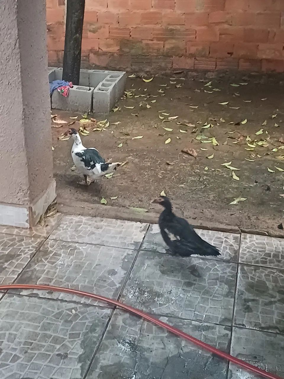 Vendo Pato  - Foto 4