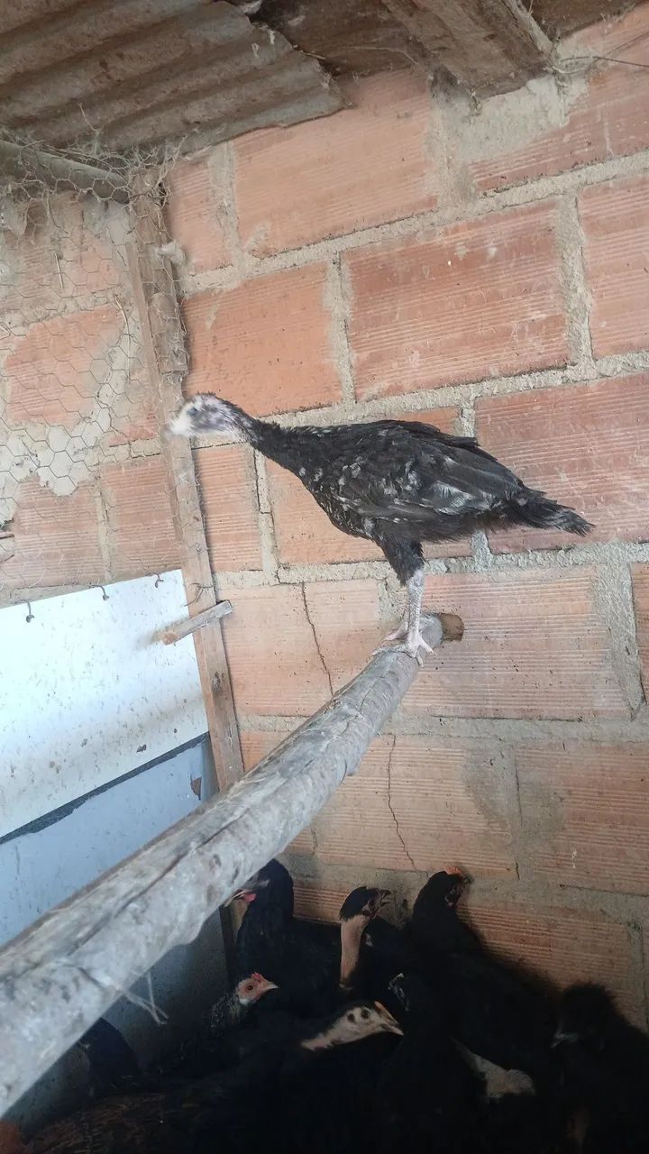 Filhote de peru  - Foto 2