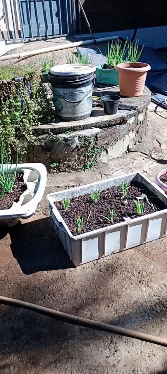 Vendo mudas de cebolinha  - Foto 3