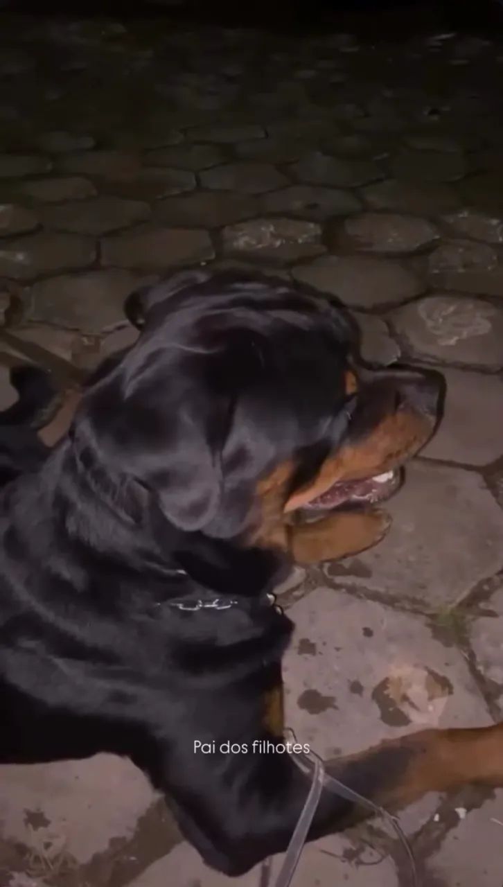 Rottweiler  - Foto 3