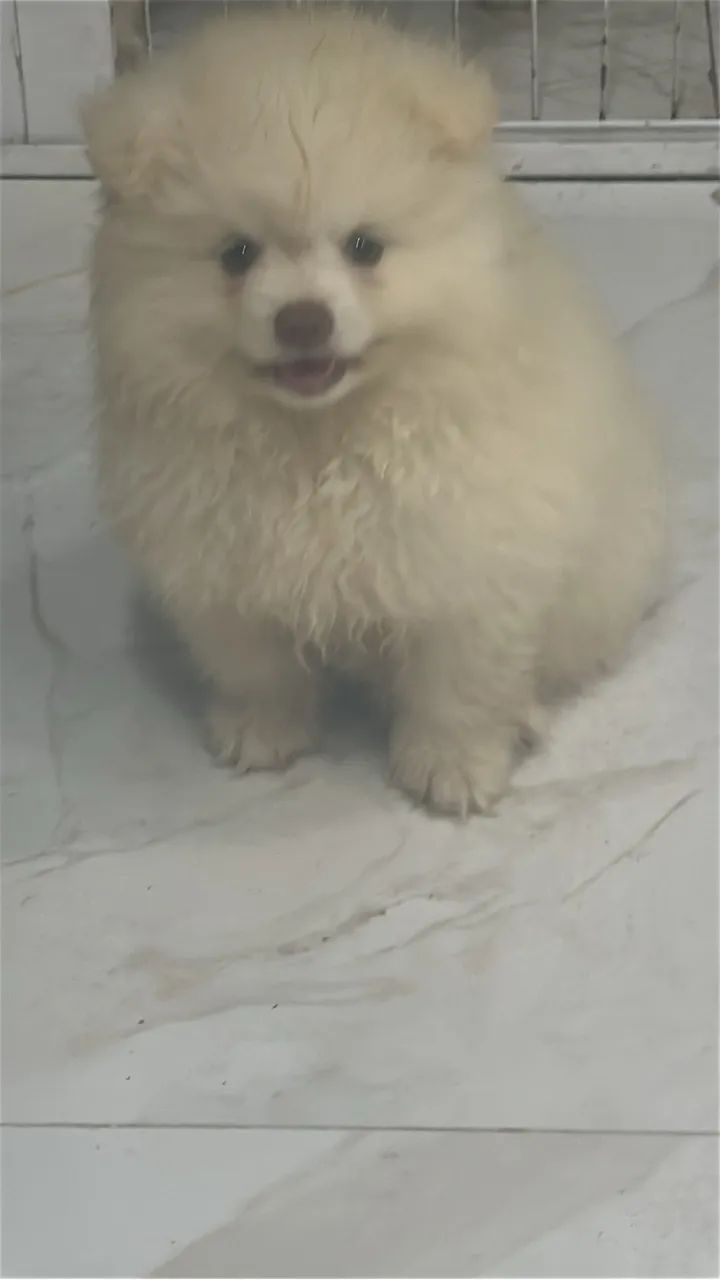 Spitz  - Foto 5